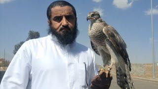 تدريب الباز الشمالي وهدد على ديك وبطه وحجله وأرنب . لمعرفة امكانياته . goshawk