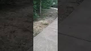Surprise Snake Scared My Wife.