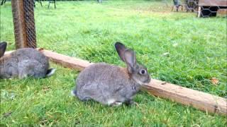 Rabbits at the ISPCA