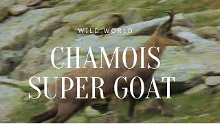 chamois-super goat from france |  documentary