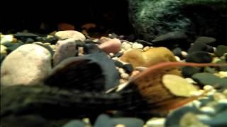 L24 pseudacanthicus pitanga 23/04/2017