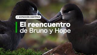 Bruno y Hope, los polluelos albatros de patas negras que son una esperanza para la conservación