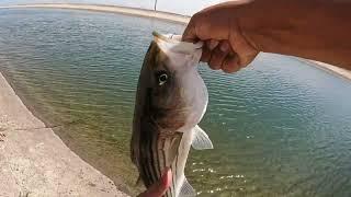 Catching Striped Bass/ Stripers in the California Aquaduct (StrayCaster) by Taft