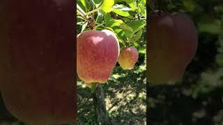 Top delicious  apple  in saga orchid #delicious #apple #youtubeshorts #shorts