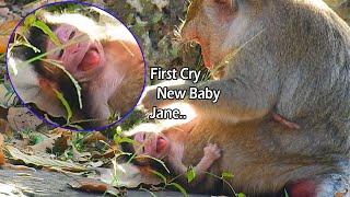 Tearing Drop Can Stop Pity Newest Baby Monkey Jody Cries Loudly Hurt By Jane|Jody Just Born Morning