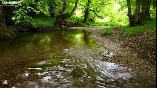 Bello Sonidos de la naturaleza-Sonido de Agua y Pajaros-Suave Sonido río-Celestial Canto de Pájaros