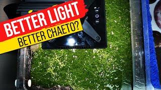 11 Popular Refugium Lights TESTED... Super Charge Your Macro Algae With Data!