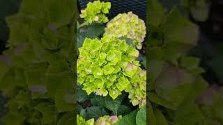 Гортензия Мэджикал Жевэл и Сбежавшая Невеста 7.04.24 #garten #hortensien #hydrangea #дача #garden