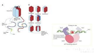 Bacterial enzymes and antimicrobial resistance 2