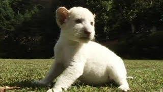 Rare white lion cubs make media debut in South Korea