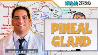 Endocrinology | Pineal Gland