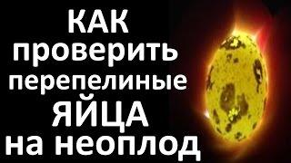 Неоплод ПЕРЕПЕЛИНЫХ яиц / как проверить яйцо /овоскопирование яиц