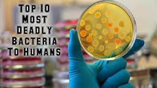 Top 10 Most Deadly Bacteria To Humans