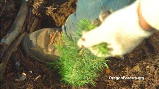 What's New in Oregon's forests?