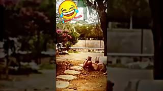 Tapa tap Tap Funny Video #shorts #4kstatus #ytshorts #tapatap #comedy #funny