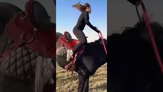 be careful always be carful #shorts  #horses #funny #shortvideo #arabic #dubai #animal #animals