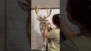 Taxidermy Timelapse  #whitetail #taxidermy #taxidermyart #taxidermist #deer