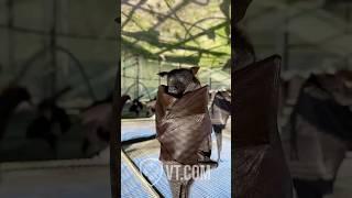 This Vampire Bat Had One Sip Too Many 🩸