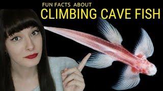 Waterfall Climbing cave fish  Amazing Blind Cavefish Walks Up Rocks and Waterfalls