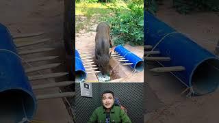 Perangkap Babi Liar Langsung Wajib Ketangkap #animaltrap #animals #pigtrap