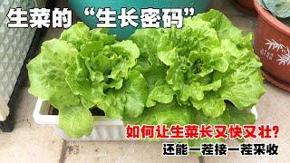 如何在家自己种出高产、好吃的生菜？|How to grow lettuce at home?