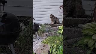 Bubby vs. Birds . Mystery Lane with Nanna Newf  