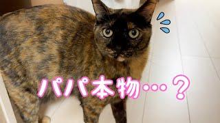 飼い主が松葉杖を使ったら猫が怖がって近寄りません…