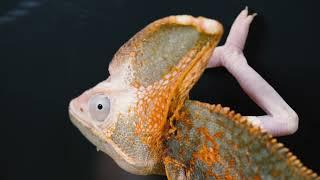 WHAT HAPPENS IF CHAMELEON SEES A BEARDED AGAMA? CHAMELEON AND A LIZARD