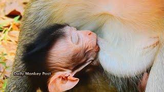 Newborn Baby Monkey Vienna Much Beautiful, Baby Monkey Sleeping & Drink Milk Very Delicious,