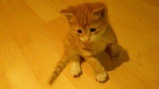 Рыжий котенок