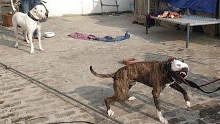 Highly Aggressive Pitbull ( Tiger) vs Pakistani Bully,Bully Kutta (Tiger)