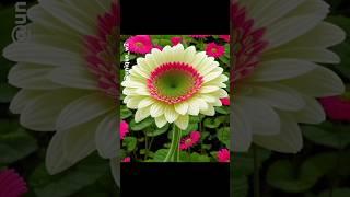 #unique flowers#beautiful flowers#nature #rosegarden #nature #shortvideo #shorts