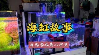 海缸故事~家庭和办公室的大自然【自然居水景记】