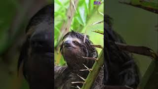 Sloths Slow and Steady Digestion Process #animalshorts #fascinatingcreatures #sloth