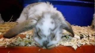 French Lop babies