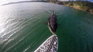 GoPro Awards: Orca vs. Paddle Board