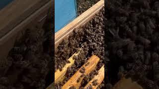 Открываем пчелопакеты #2 #пасека #пчеловодство #bee #пчёлы