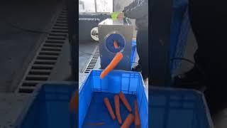 Carrot peeling machine, we are in the workshop for customers to test the machine #Carrot #machine