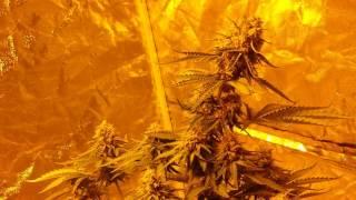 Gumps Greenhouse ( smartpot grow update)