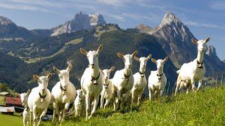 Saanen Goats | The Holsteins Of The Goat World