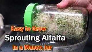 Sprouting Alfalfa in a Mason Jar:  Easy, Quick, Healthy!