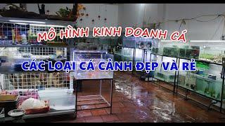 Mô hình kinh doanh cá cảnh và các loại cá cảnh đẹp rẻ tiền #cacanh #becacanh