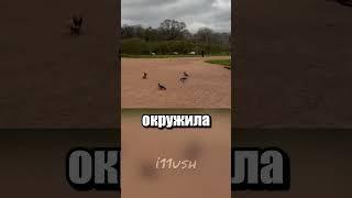 Мы тебя запомнили, такса