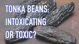 Tonka beans and coumarin - tasty and dangerous?