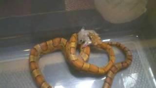 Snakes Feeding.wmv