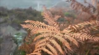 Bronte waterfalls walk