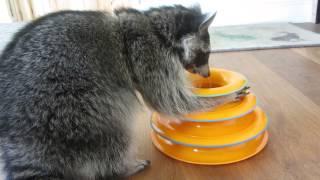 Melanie Raccoon playing with favourite new toy