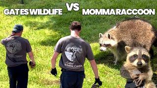 Momma Raccoon and her Six Baby Raccoons | Humane Removal From Balcony