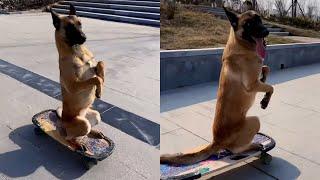 Belgian Malinois Dog Has The Most Incredible Skateboarding Skills