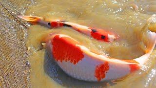 Why do Koi Fish GROW So Fast in a MUD POND? (Natural Pond)